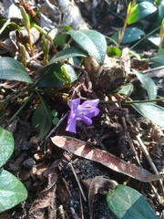 Vinca minor