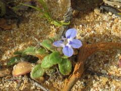 Lobelia boivinii