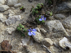 Lobelia boivinii