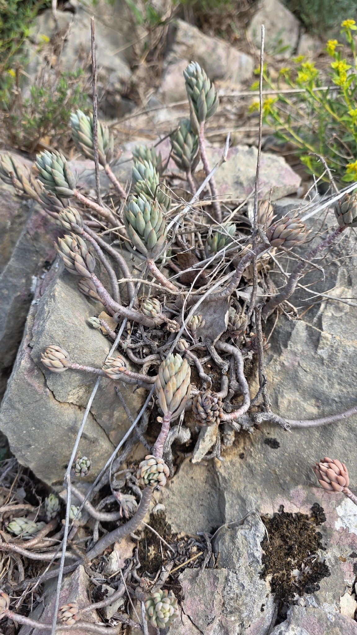 Petrosedum Sediforme (Petrosedum sediforme)