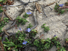 Lobelia boivinii