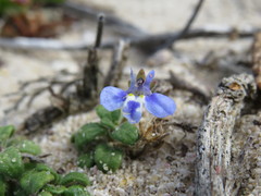 Lobelia boivinii