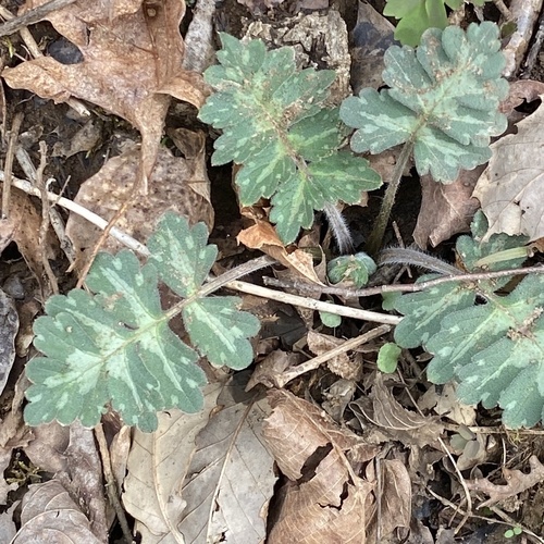 Large-leaf water leaf (Hydrophyllum macrophyllum)