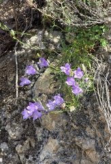 Campanula macrorhiza, photograph (c) Christoph Moning, some rights reserved (CC BY)