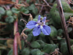 Lobelia boivinii