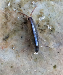 Platorchestia platensis