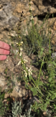 Perennial Yellow-woundwort (Stachys recta)
