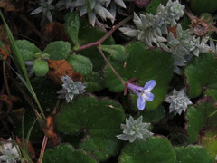 Lobelia boivinii