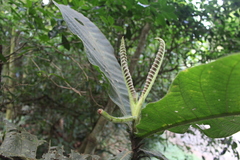 Bathysa australis