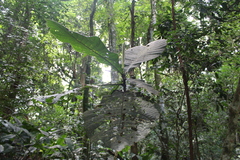 Bathysa australis
