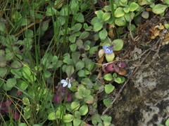 Lobelia boivinii