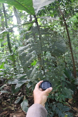 Bathysa australis