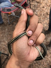 Thamnophis proximus
