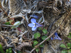 Lobelia boivinii