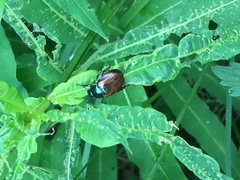 Phyllopertha horticola