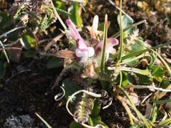 Pedicularis hirsuta