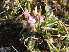 Pedicularis hirsuta