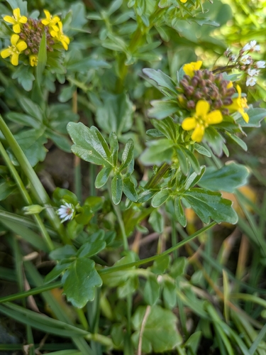 Medium Flowered Winter-Cress (Barbarea intermedia)