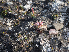 Pedicularis hirsuta