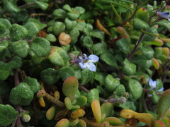 Lobelia boivinii