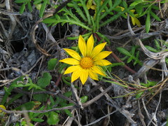Gazania maritima