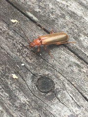 Rhagonycha translucida