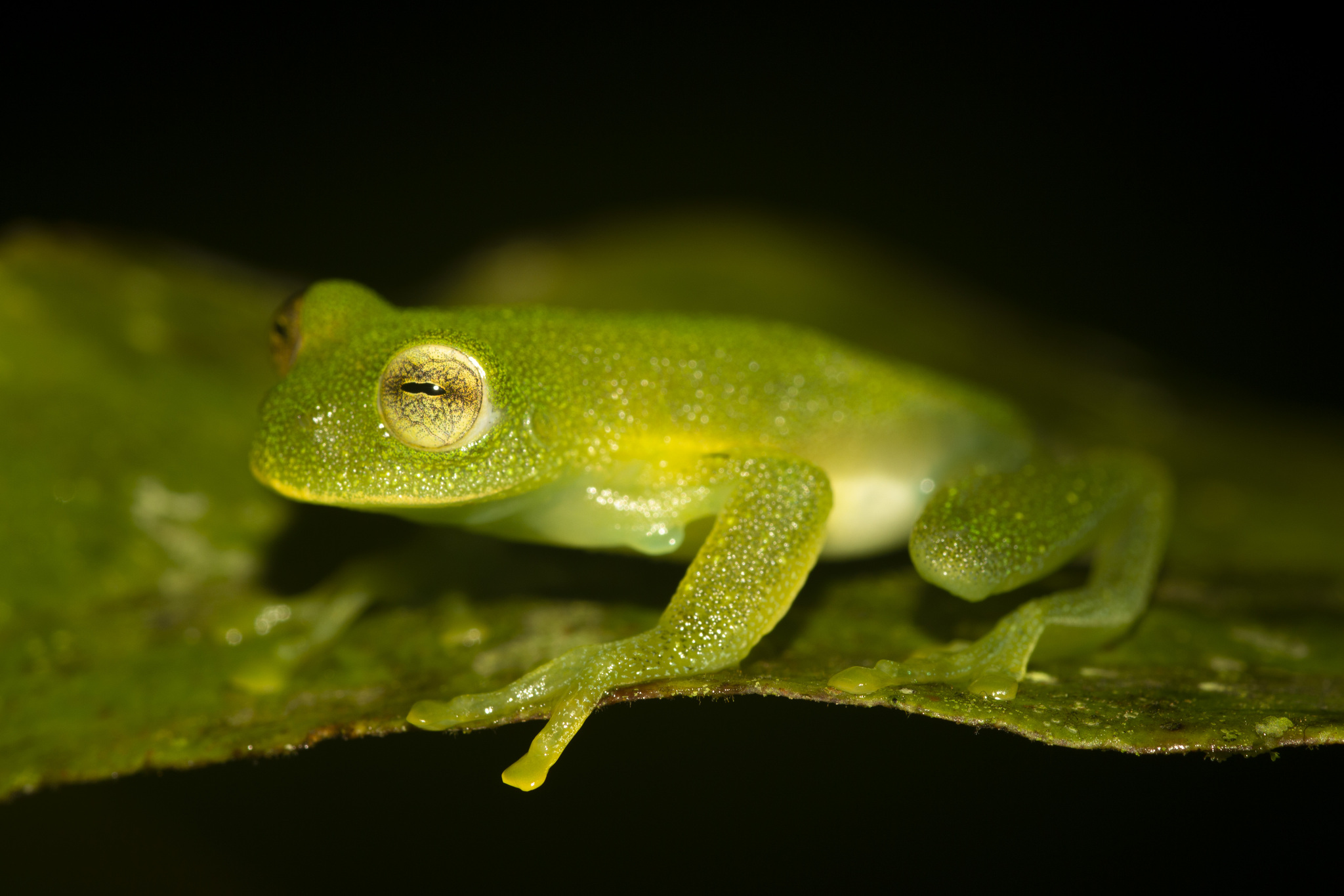 Eastern Giant Glass Frog