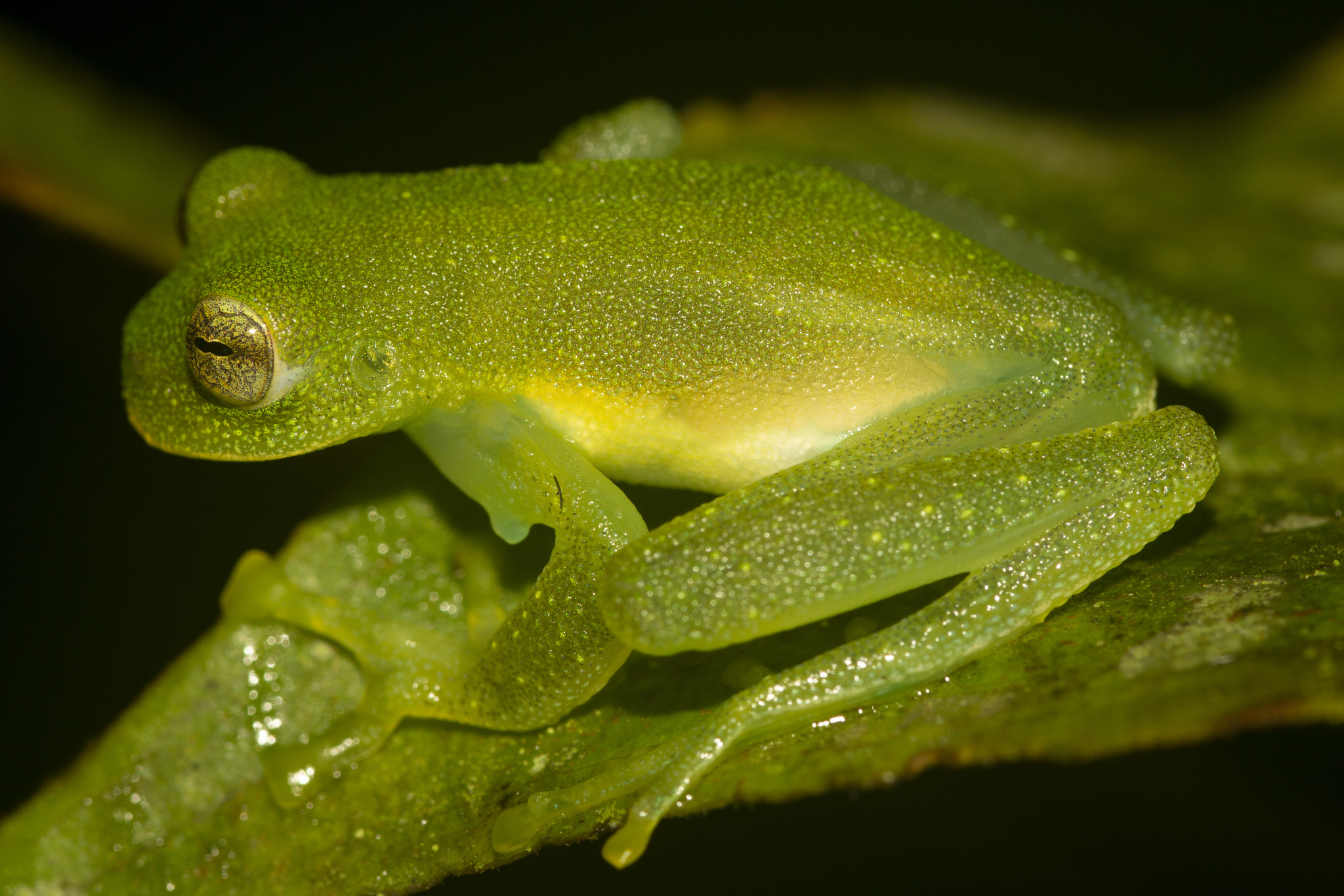 Eastern Giant Glass Frog photo 2
