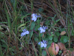 Lobelia boivinii