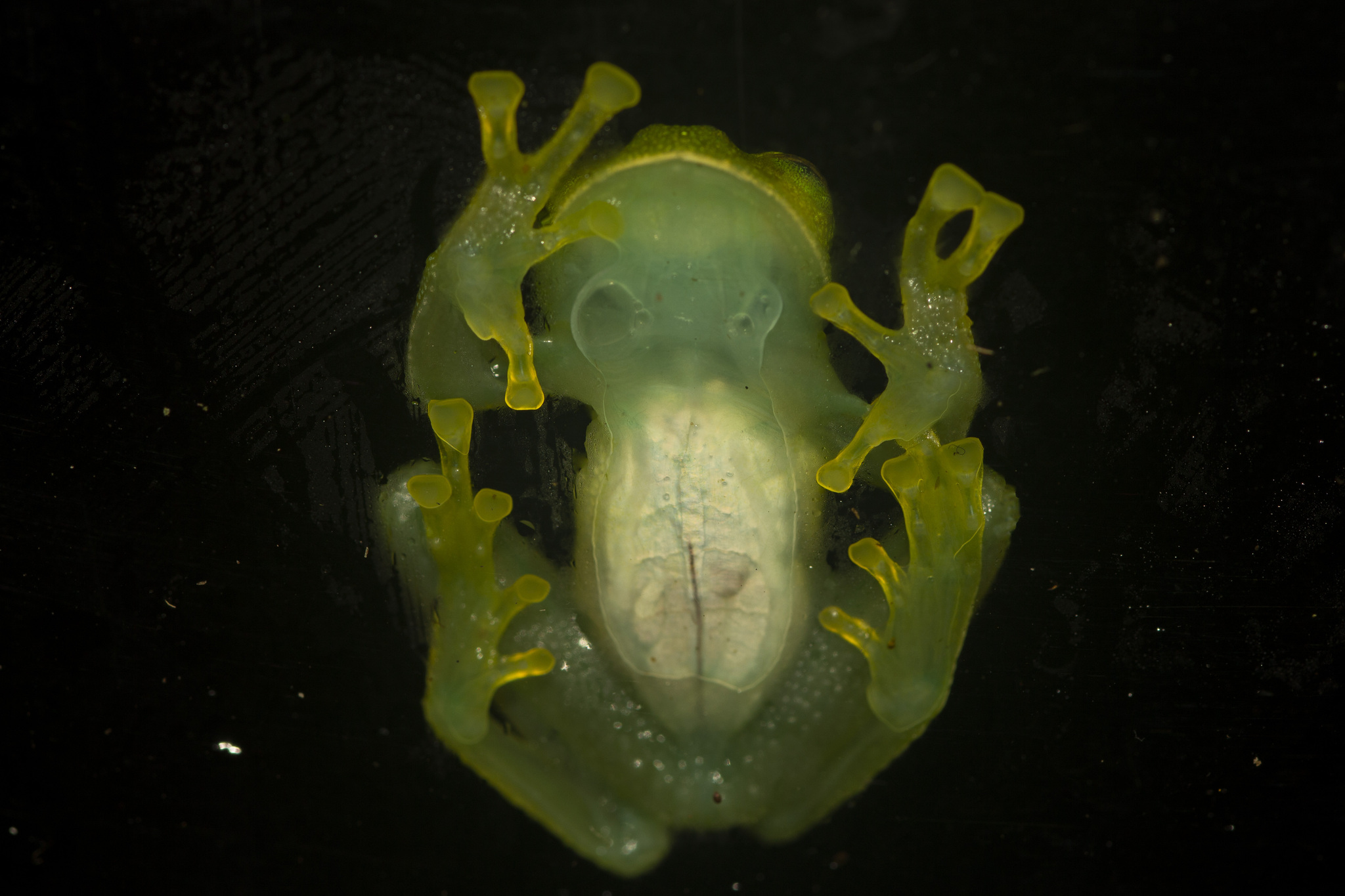 Eastern Giant Glass Frog photo 3