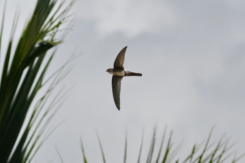 Antillean Palm Swift (Tachornis phoenicobia), photo 3