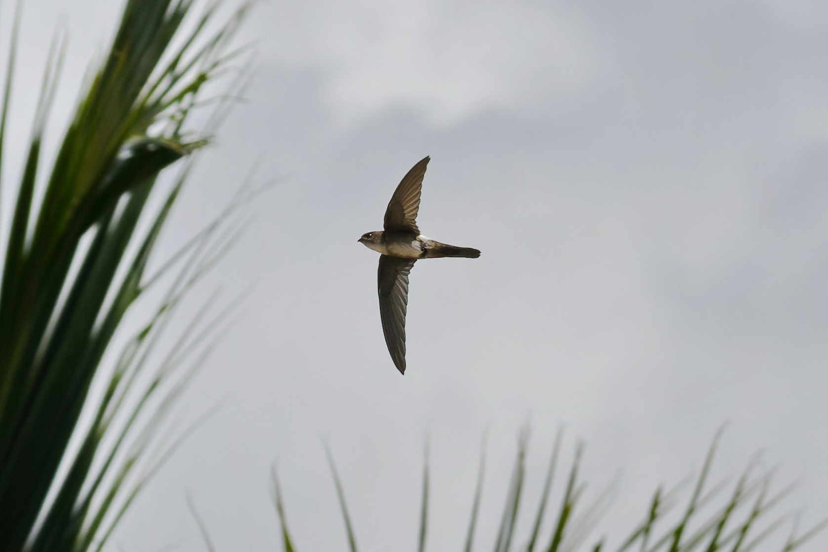 Antillean Palm Swift (Tachornis phoenicobia), photo 4