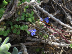 Lobelia boivinii