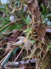 Platystele caudatisepala