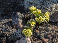 Draba oxycarpa