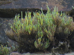 Salicornia littorea