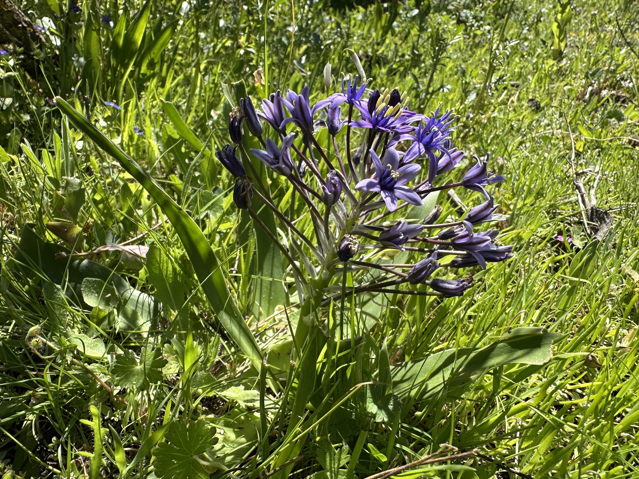 Portuguese Squill (Scilla peruviana)