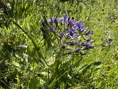 Scille Du Pérou (Scilla peruviana)