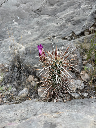 Relict Hedgehog Cactus (Echinocereus relictus)