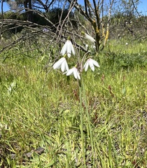 Acis trichophylla, photograph (c) Katrin Simon, some rights reserved (CC BY)