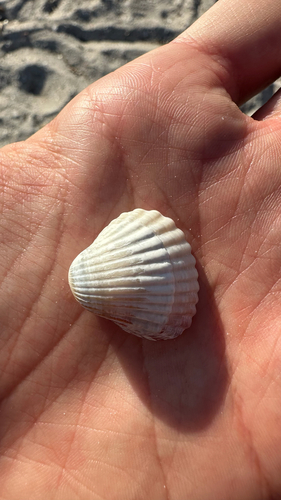 Cerastoderma glaucum