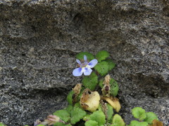 Lobelia boivinii