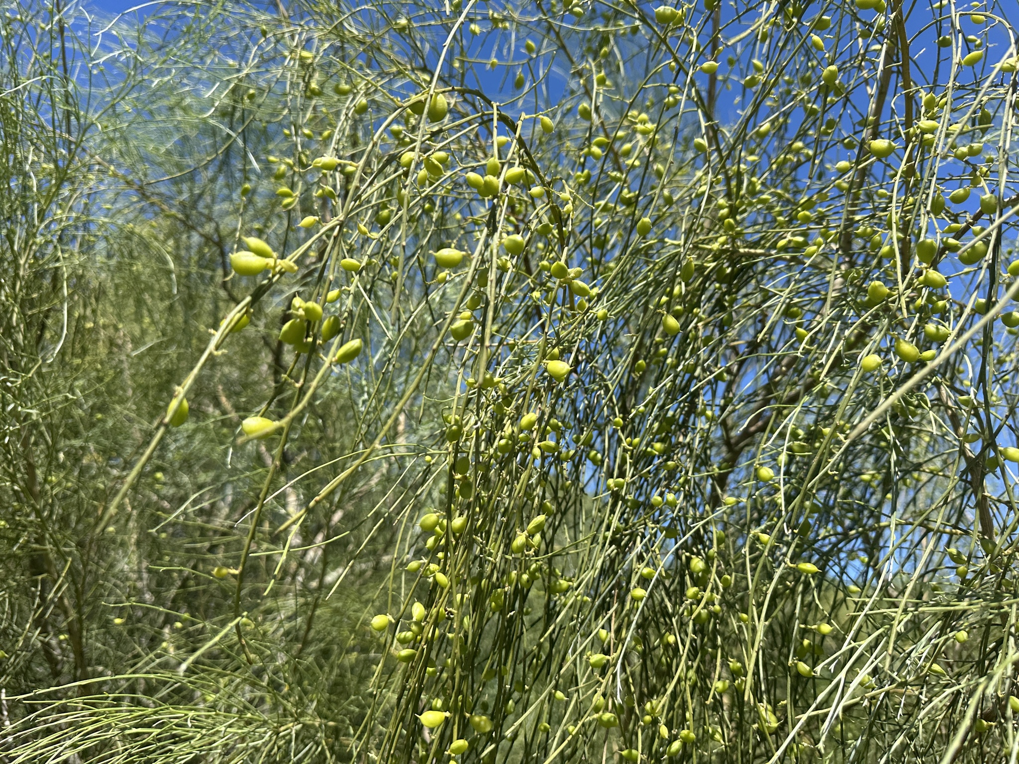 Bridal Broom (Retama monosperma)