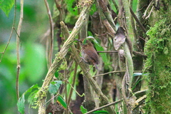 Troglodytes solstitialis