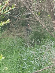 Porphyrio hochstetteri