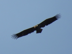 Haliaeetus albicilla