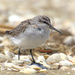 Broad-billed Sandpiper - Photo (c) Oscar Thomas, some rights reserved (CC BY-NC-ND), uploaded by Oscar Thomas