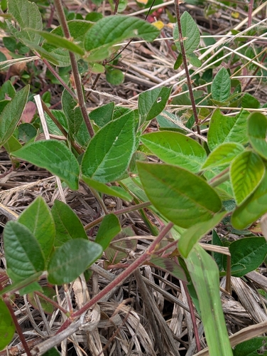 Greenleaf Ticktrefoil (Desmodium intortum)