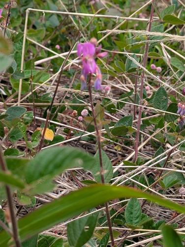 Desmodium intortum, photograph 3