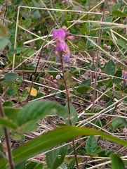 Desmodium intortum, photograph (c) David Anderson, some rights reserved (CC BY)